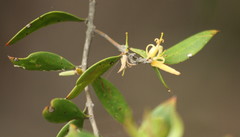 Persoonia cornifolia