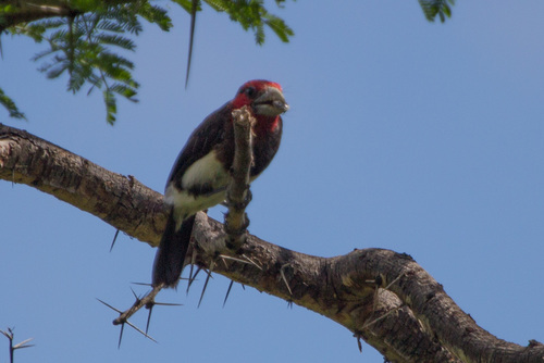 Pogonornis melanopterus