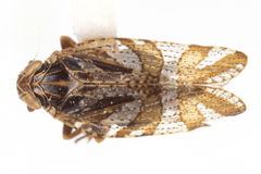 Cixius bandarus