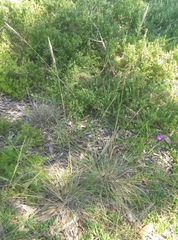 Austrostipa flavescens
