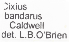 Cixius bandarus