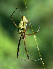Trichonephila clavipes