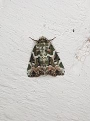 Chytonix elegans