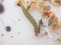 Orthenches chlorocoma