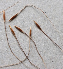 Austrostipa flavescens