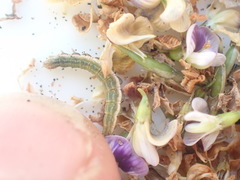 Orthenches chlorocoma