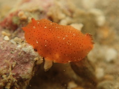 Dendrodoris guttata