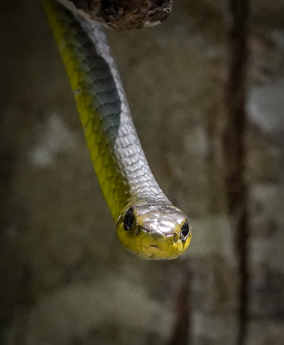 Common Tree Snake sighting
