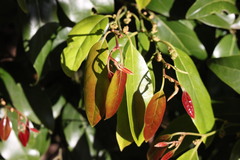Cryptocarya erythroxylon