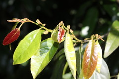 Cryptocarya erythroxylon