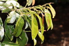 Cryptocarya erythroxylon