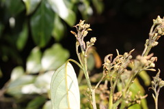 Cryptocarya erythroxylon