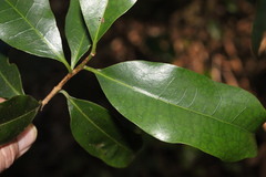Cryptocarya erythroxylon