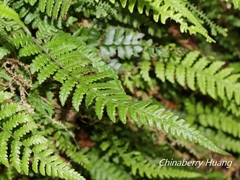 Leptogramma tottoides