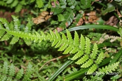 Leptogramma tottoides