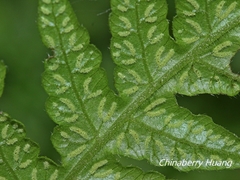 Leptogramma tottoides