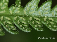 Leptogramma tottoides