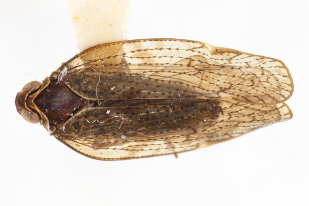 Cixius dislogicus