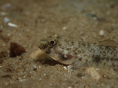 Favonigobius
