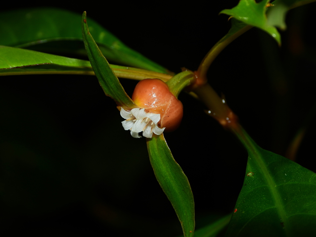 Carapichea guianensis