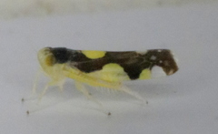 Eupteryx vittata