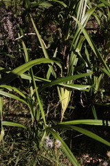Dianella caerulea producta