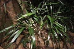 Dianella caerulea producta