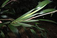 Dianella caerulea producta