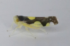Eupteryx vittata
