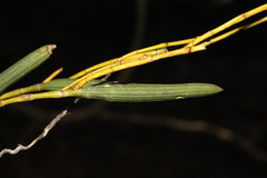 Dendrobium schoeninum