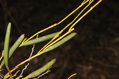 Dendrobium schoeninum