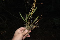 Dendrobium schoeninum