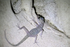 Cyrtodactylus sumonthai