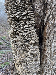 Trametes versicolor image