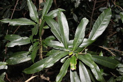 Elaeocarpus kirtonii