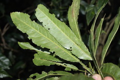 Elaeocarpus kirtonii