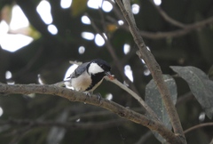 Parus minor commixtus