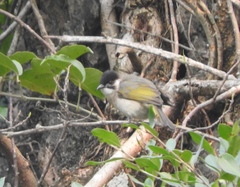 Pycnonotus sinensis hainanus