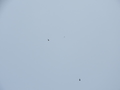 Hirundapus giganteus