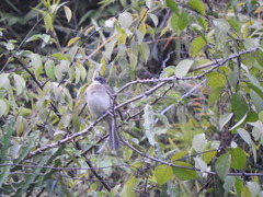 Pycnonotus sinensis hainanus