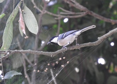 Parus minor commixtus
