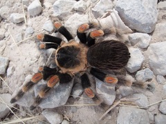 Brachypelma hamorii