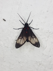 Hypocharis clusia