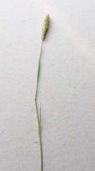 Phalaris paradoxa
