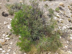 Colliguaja integerrima