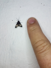 Hypocharis clusia