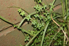Galium ciliare