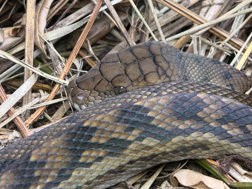 Australian Scrub Python sighting