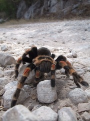 Brachypelma hamorii