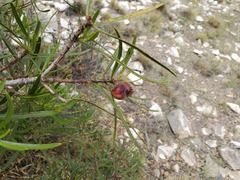 Colliguaja integerrima